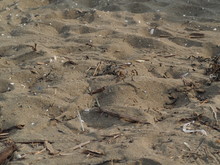 Makuhari Sandy Beach