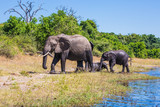 Fototapeta Sawanna - Herd of elephants adults and cubs crossing river in shallow water