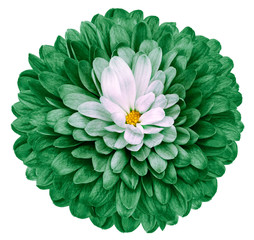 green flower  chrysanthemum on white isolated background with clipping path  no shadows. Closeup.  Nature.