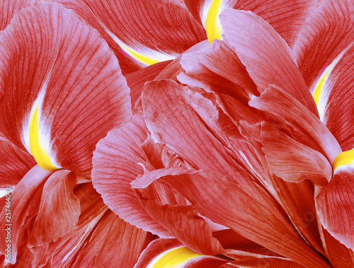Floral Red Beautiful Background Flower Composition Flowers