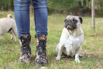 Poster - pug in spring park