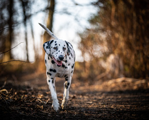 Wall Mural - The Dalmatian