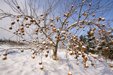Snow Covered Apples  On The Tree In Winter