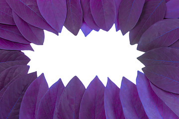 The leaves are purple on a white background. creative layout made at phuket Thailand