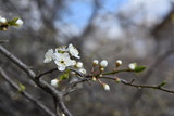 Fototapeta Tulipany - blooming cherry tree in spring
