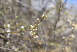 Fototapeta Tulipany - Spring flowers leaves twigs and trees