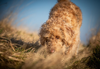 Wall Mural - The Labradoodle