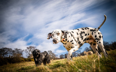 Wall Mural - The Dalmatian