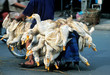 © Cavan Images - Geese strapped onto a moped on their way to a Vietnamese market