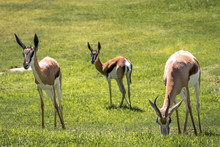 South African Springbok Grazing On A Green Pasture / Field