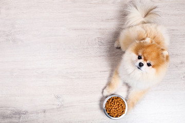 Pomeranian dog with dry food in bowl on the floor