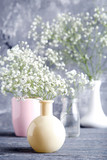 Fototapeta Lawenda - White gypsophila flowers in vases, cup and glass bottle on grey background