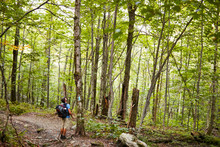 A Man Looking At Trees While Hiking Along The Appalachian Trail