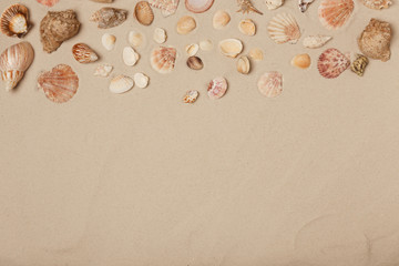 Seashells on beach sand, top view with space for text