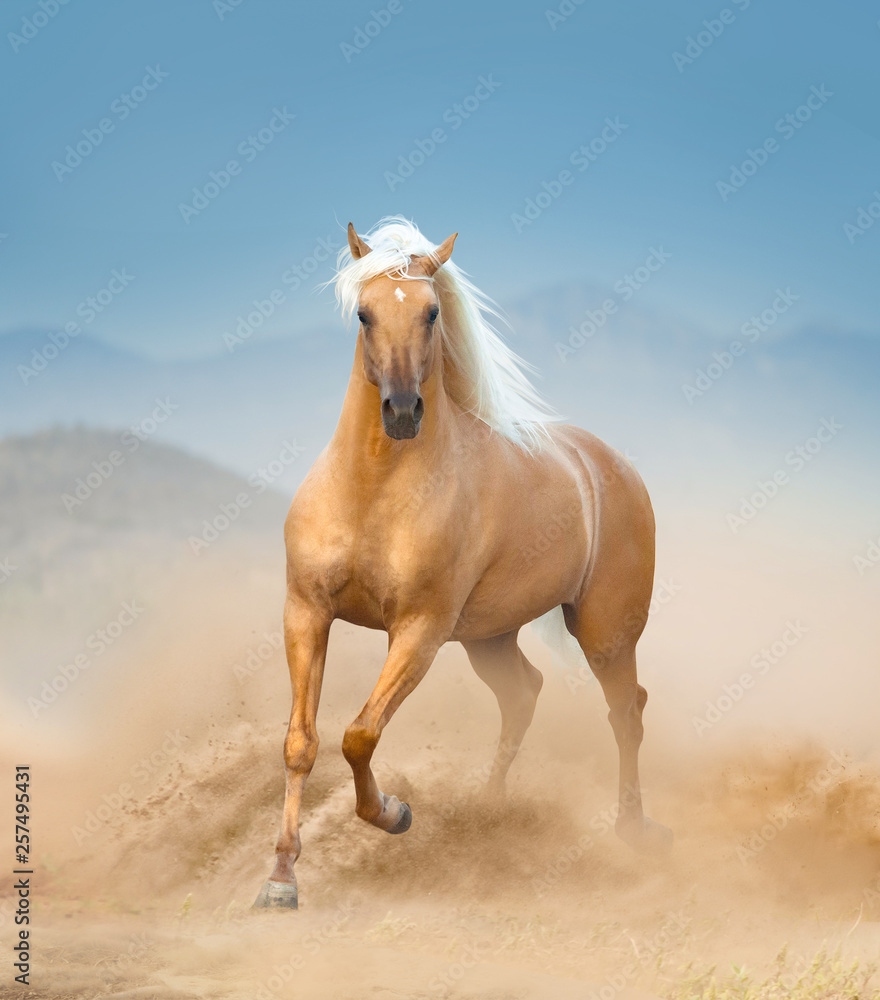 palomino andalusian horse running in desert - obrazy, fototapety, plakaty 