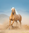 palomino andalusian horse running in desert