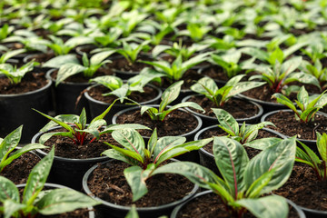 Many fresh green seedlings growing in pots with soil, closeup