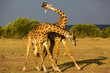 Two giraffes fighting, Masai Mara National Reserve, Kenya