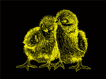 Graphical Two Yellow Chicks Isolated On Black Background, Vector Illustration