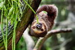sloth hanging on a tree and eating leaves