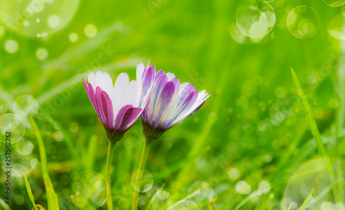 flores entre la hierba
