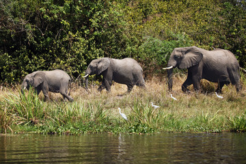 Sticker - The African bush elephant (Loxodonta africana) group of elephants walking in a row along the river. Elephants family near the river.