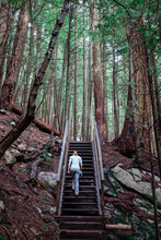 SQUAMISH, BRITISH COLUMBIA, CANADA. A Young Woman In Hiking Clothes Climbs Wooden Stairs In A Forest Of Towering Trees.