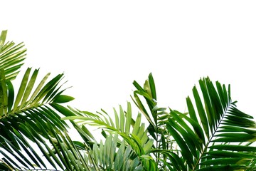 Green tropical palm leaves on white isolated background for backdrop pattern 