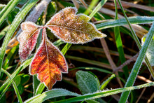 Close Up Of Frosty Red Poison Ivy Leaves
