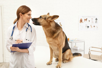 Wall Mural - Professional veterinarian examining German Shepherd dog in clinic