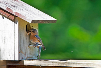 Wall Mural - A female Bluebird brings sticks to her nest, getting them through the hole.