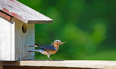 Wall Mural - A female Bluebird brings sticks to her nest, getting them through the hole.