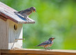 A little fledgling Bluebird sits on top of the birdhouse chirping.