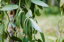 Closeup Of Vanilla Plant Green Pod On Plantation. Agriculture In Tropical Climate