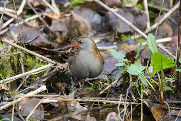 Wall Mural - water rail