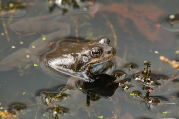 Wall Mural - frog