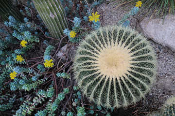 Cactus in the garden