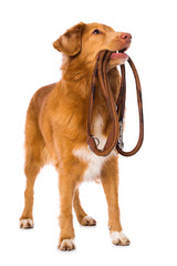 Wall Mural - Dog with a leash on white background