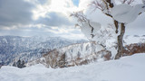 Fototapeta  - Beautiful view from snow covered moutain at Sapporo Kokusai, Japan.