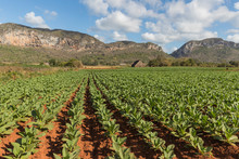Scenery Of Tobacco Field With Mountains In Background
