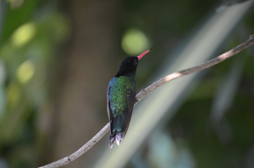 Red-Billed Streamertail Hummingbird (Trochilus Polytmus) in Jamaica W. I.