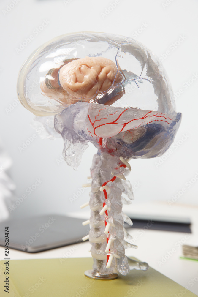 3D model of human brain with spinal cord. Stock Photo | Adobe Stock