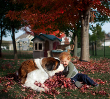 Dog In Autumn Leaves Free Stock Photo - Public Domain Pictures
