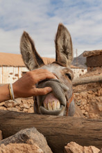 Funny Picture Of A Woman's Hand Opening The Mouth Of A Donkey Showing Its Big Yellow Teeth Looking Like It's Smiling