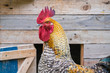 © Cavan Images - Close up of Bielefelder breed rooster on farm