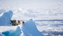 Polar Bear Resting On Ice Promontory, Spitsbergen