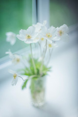 White Wood Anemone flower with yellow center in vase on blurred background on the windowsill near window