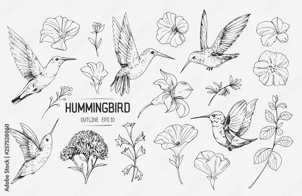 Hummingbirds and tropical flowers. Hand drawn illustration converted to ...