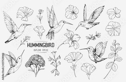 Fotomural Hummingbirds and tropical flowers
