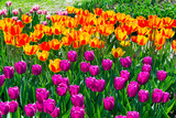 Fototapeta Tulipany - Beautiful multicolored tulips
